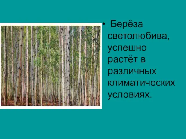 Берёза светолюбива, успешно растёт в различных климатических условиях.