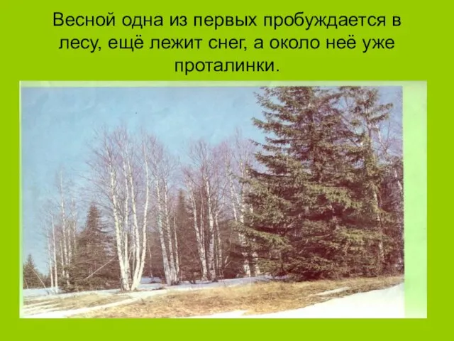 Весной одна из первых пробуждается в лесу, ещё лежит снег, а около неё уже проталинки.