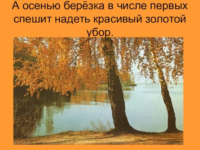 А осенью берёзка в числе первых спешит надеть красивый золотой убор.