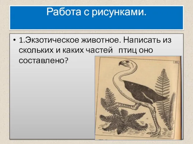 Работа с рисунками. 1.Экзотическое животное. Написать из скольких и каких частей птиц оно составлено?