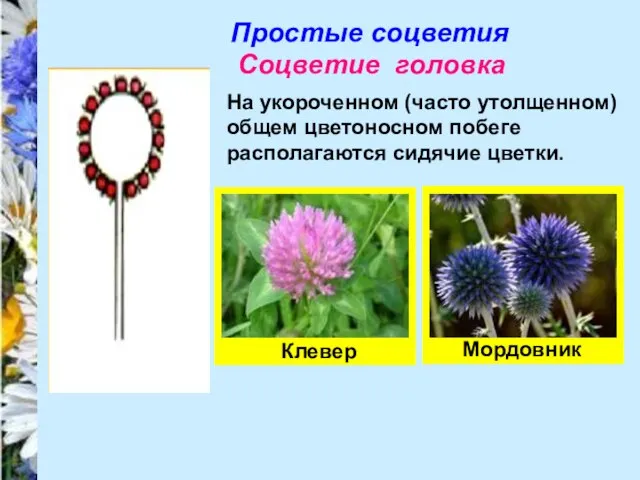 Простые соцветия Соцветие головка На укороченном (часто утолщенном) общем цветоносном побеге располагаются сидячие цветки. Клевер Мордовник