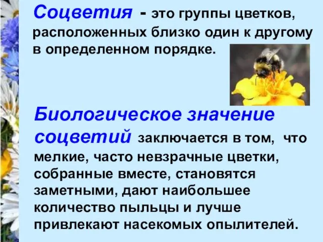 Соцветия - это группы цветков, расположенных близко один к другому в определенном