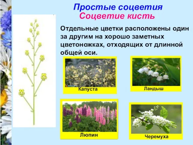 Простые соцветия Соцветие кисть Отдельные цветки расположены один за другим на хорошо