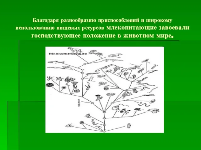 Благодаря разнообразию приспособлений и широкому использованию пищевых ресурсов млекопитающие завоевали господствующее положение в животном мире.