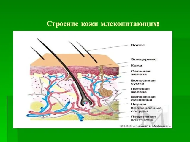 Строение кожи млекопитающих: