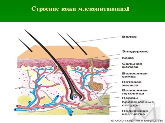 Строение кожи млекопитающих: