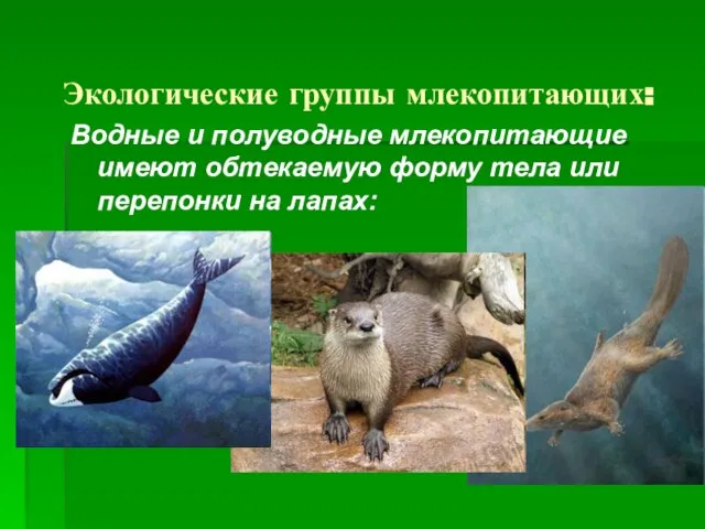 Экологические группы млекопитающих: Водные и полуводные млекопитающие имеют обтекаемую форму тела или перепонки на лапах: