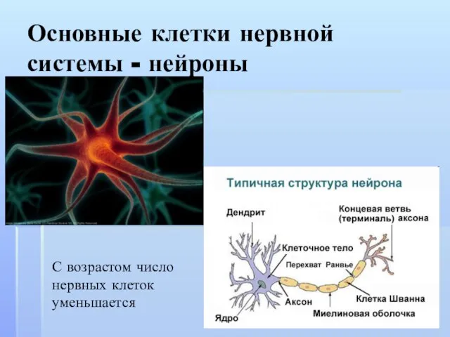 Основные клетки нервной системы - нейроны С возрастом число нервных клеток уменьшается