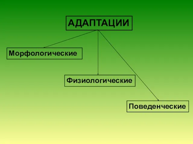 АДАПТАЦИИ Морфологические Физиологические Поведенческие