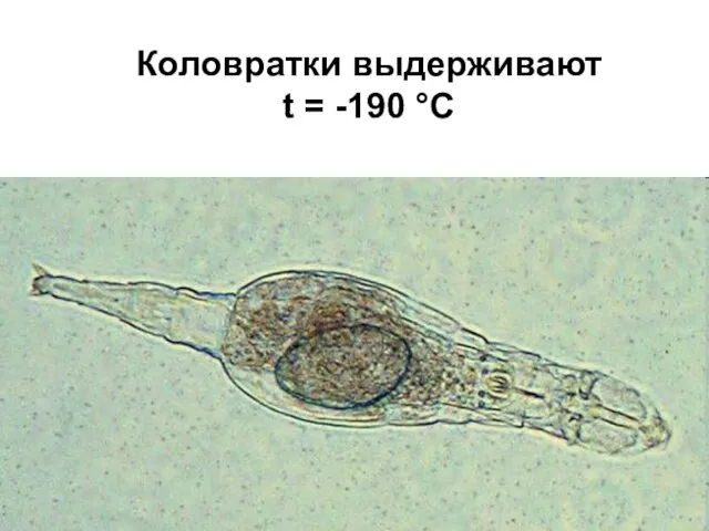 Коловратки выдерживают t = -190 °С