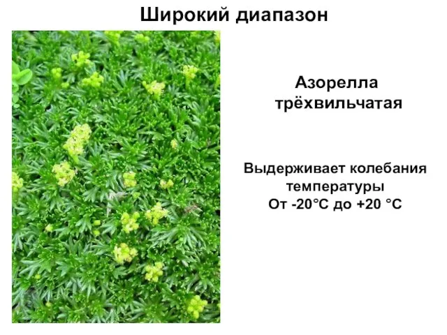 Широкий диапазон Азорелла трёхвильчатая Выдерживает колебания температуры От -20°С до +20 °С