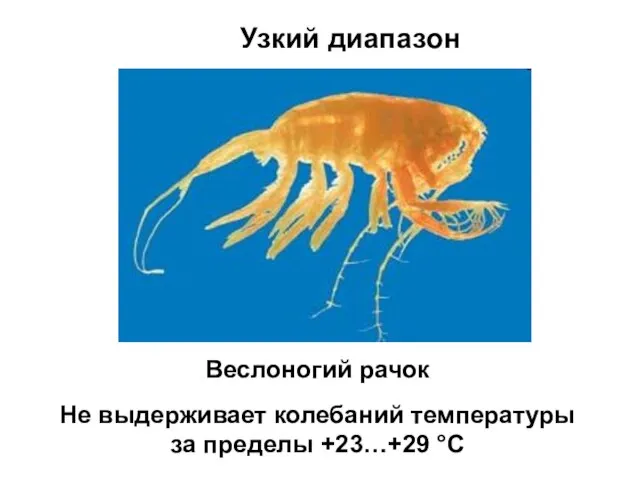 Узкий диапазон Веслоногий рачок Не выдерживает колебаний температуры за пределы +23…+29 °С