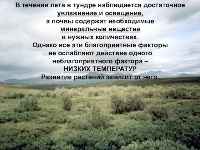 В течении лета в тундре наблюдается достаточное увлажнение и освещение, а почвы