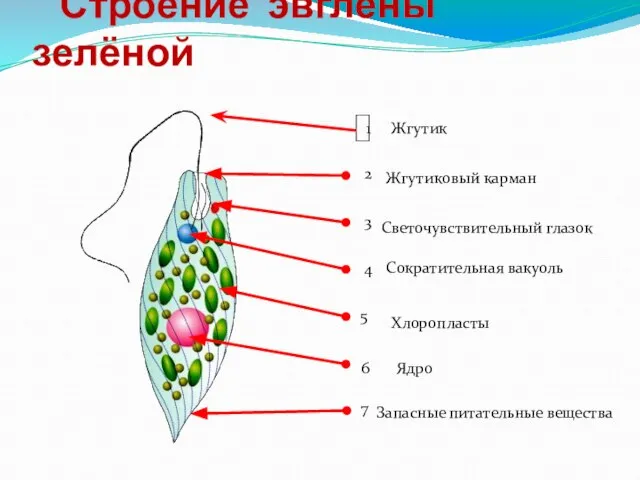 Строение эвглены зелёной 1 6 Жгутик Жгутиковый карман Светочувствительный глазок Сократительная вакуоль