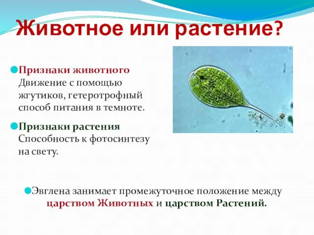 Животное или растение? Признаки животного Движение с помощью жгутиков, гетеротрофный способ питания