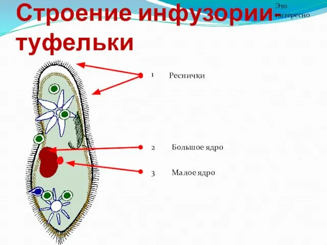 Строение инфузории-туфельки Это интересно Реснички Большое ядро Малое ядро