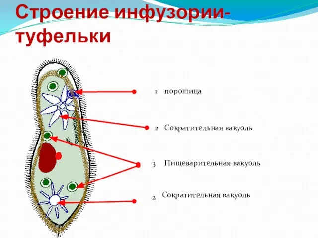 Строение инфузории-туфельки 1 2 3 порошица Сократительная вакуоль Сократительная вакуоль Пищеварительная вакуоль