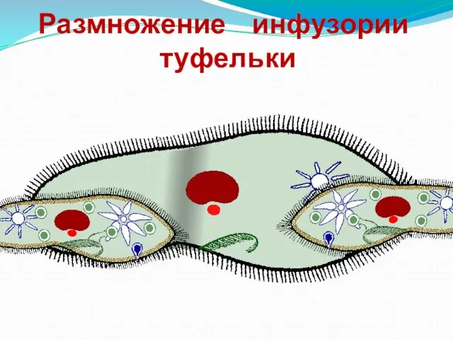 Размножение инфузории туфельки