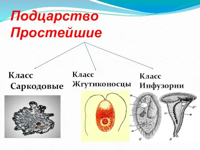 Подцарство Простейшие Класс Саркодовые Класс Жгутиконосцы Класс Инфузории