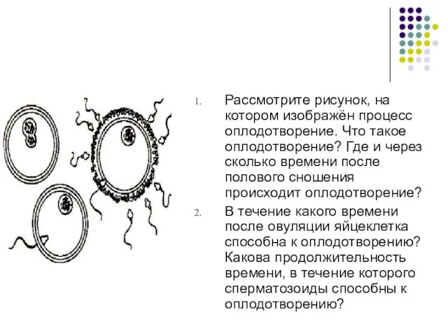 Рассмотрите рисунок, на котором изображён процесс оплодотворение. Что такое оплодотворение? Где и