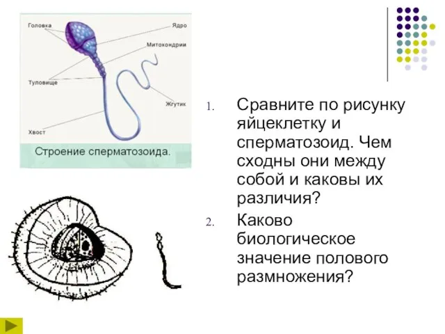 Сравните по рисунку яйцеклетку и сперматозоид. Чем сходны они между собой и