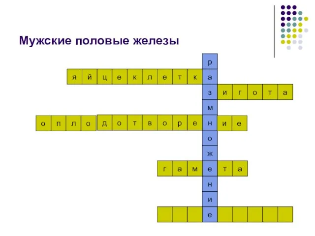 Мужские половые железы е к л е т к и н е