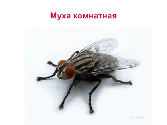 Муха комнатная