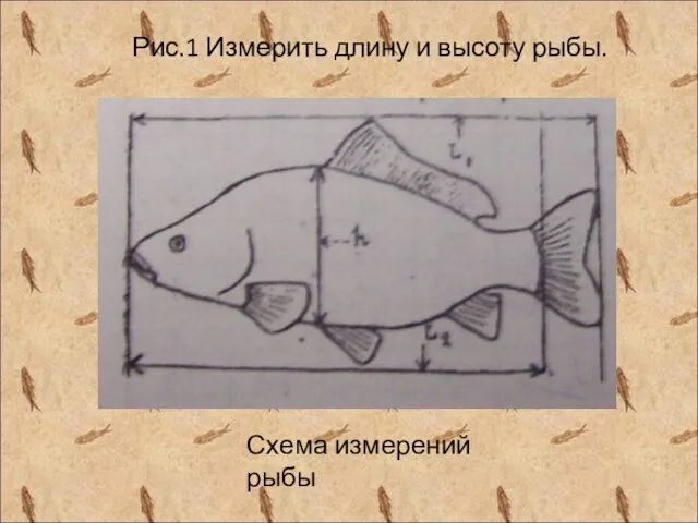 Рис.1 Измерить длину и высоту рыбы. Схема измерений рыбы