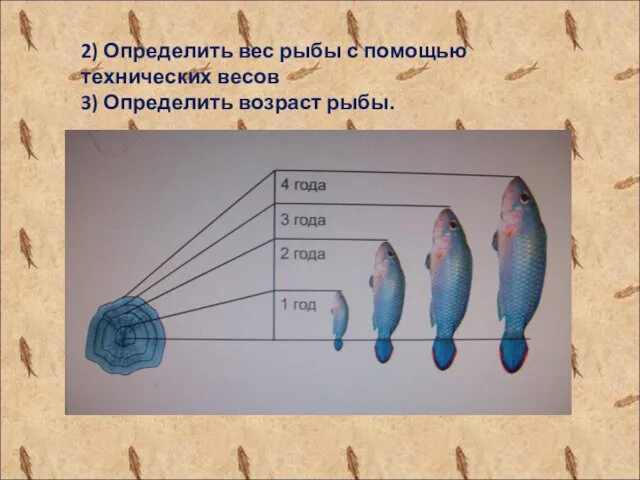 2) Определить вес рыбы с помощью технических весов 3) Определить возраст рыбы.