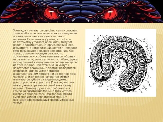 Хотя эфа и считается одной из самых опасных змей, но больше половины