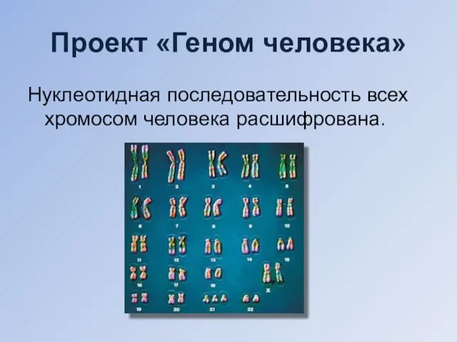 Проект «Геном человека» Нуклеотидная последовательность всех хромосом человека расшифрована.