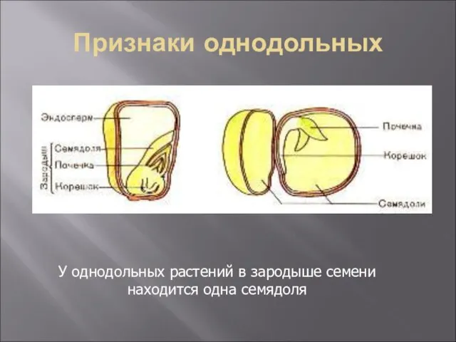 Признаки однодольных У однодольных растений в зародыше семени находится одна семядоля