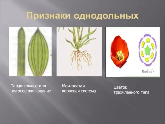 Признаки однодольных Параллельное или дуговое жилкование Мочковатая корневая система Цветок трехчленного типа