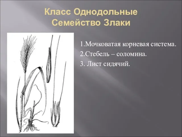 Класс Однодольные Семейство Злаки 1.Мочковатая корневая система. 2.Стебель – соломина. 3. Лист сидячий.