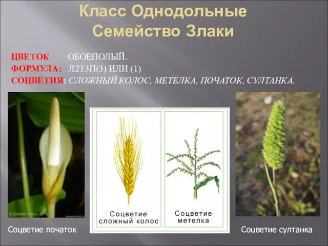 Класс Однодольные Семейство Злаки ЦВЕТОК ОБОЕПОЛЫЙ. ФОРМУЛА: Л2Т3П(3) ИЛИ (1) СОЦВЕТИЯ: СЛОЖНЫЙ