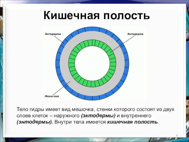 Кишечная полость Тело гидры имеет вид мешочка, стенки которого состоят из двух