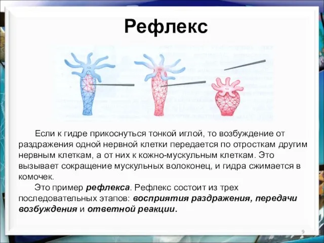 Рефлекс Если к гидре прикоснуться тонкой иглой, то возбуждение от раздражения одной