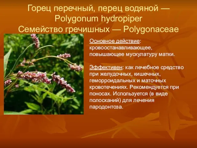 Горец перечный, перец водяной — Polygonum hydropiper Семейство гречишных — Polygonaceae Основное