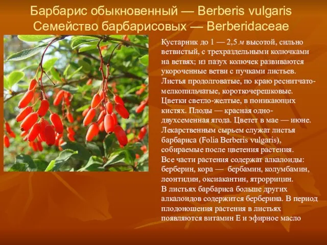 Барбарис обыкновенный — Berberis vulgaris Семейство барбарисовых — Berberidaceae Кустарник до 1