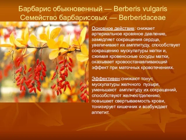 Барбарис обыкновенный — Berberis vulgaris Семейство барбарисовых — Berberidaceae Основное действие: снижает