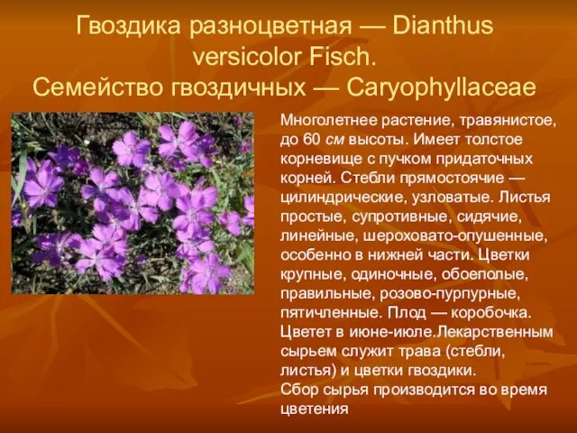 Гвоздика разноцветная — Dianthus versicolor Fisch. Семейство гвоздичных — Caryophyllaceae Многолетнее растение,