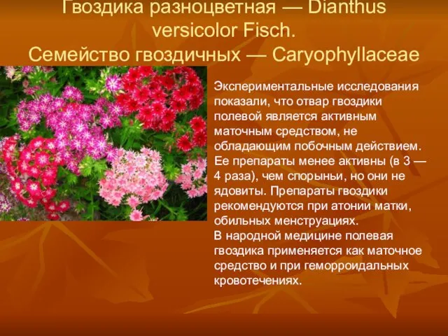 Гвоздика разноцветная — Dianthus versicolor Fisch. Семейство гвоздичных — Caryophyllaceae Экспериментальные исследования