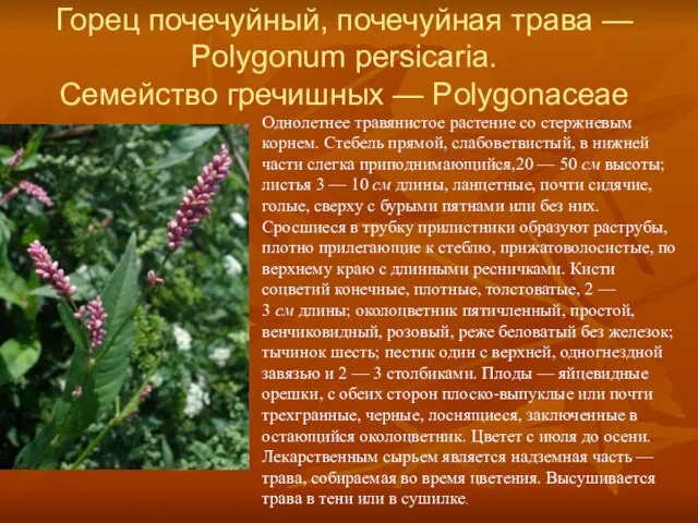 Горец почечуйный, почечуйная трава — Polygonum persicaria. Семейство гречишных — Polygonaceae Однолетнее