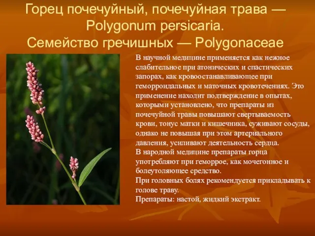 Горец почечуйный, почечуйная трава — Polygonum persicaria. Семейство гречишных — Polygonaceae В