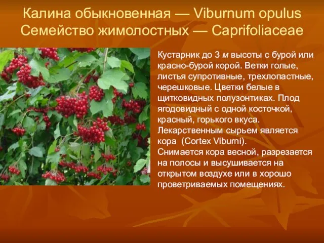 Калина обыкновенная — Viburnum opulus Семейство жимолостных — Caprifoliaceae Кустарник до 3
