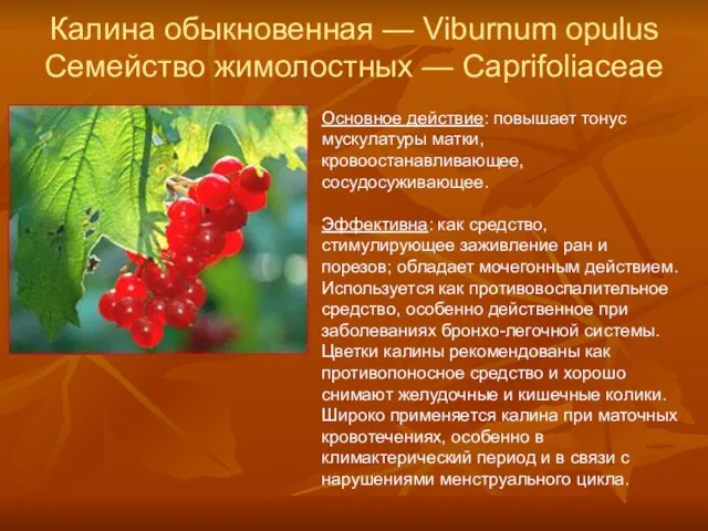 Калина обыкновенная — Viburnum opulus Семейство жимолостных — Caprifoliaceae Основное действие: повышает