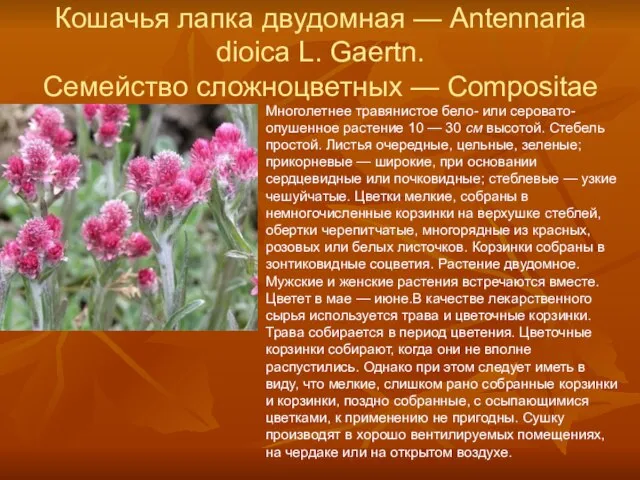 Кошачья лапка двудомная — Antennaria dioica L. Gaertn. Семейство сложноцветных — Compositae