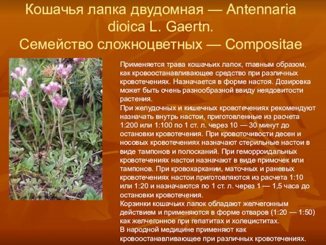 Кошачья лапка двудомная — Antennaria dioica L. Gaertn. Семейство сложноцветных — Compositae