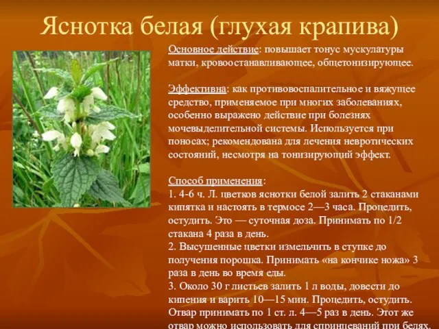 Яснотка белая (глухая крапива) Основное действие: повышает тонус мускулатуры матки, кровоостанавливающее, общетонизирующее.