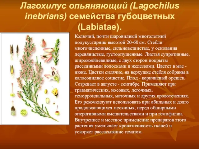 Лагохилус опьяняющий (Lagochilus inebrians) семейства губоцветных (Labiatae). Колючий, почти шаровидный многолетний полукустарник